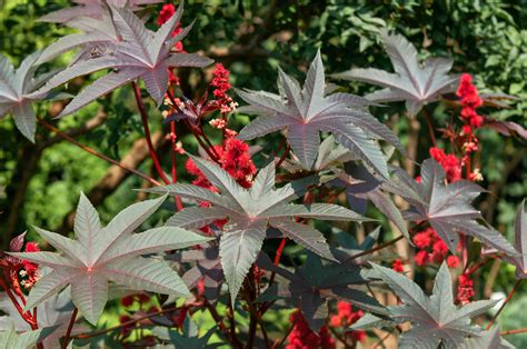 How To Grow And Care For Castor Bean Plants