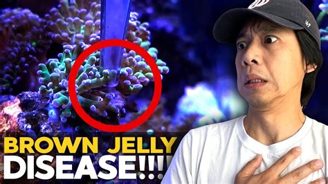 How I Deal With Brown Jelly Disease Growing Corals Off The Back Wall