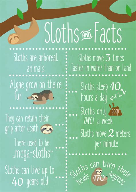Pin By Nicole Avey On Cute Sloths Sloth Facts Sloth Sloth Life