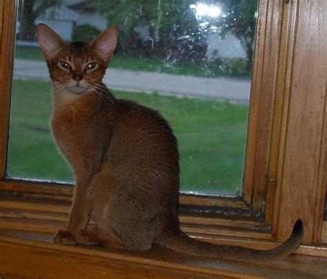 Dad is a very lovable red maine coon whilst mum is a brown tabby abyssinian, also very affectionate. Ruddy Abyssinian Female Adult Cat For Adoption for Sale in ...