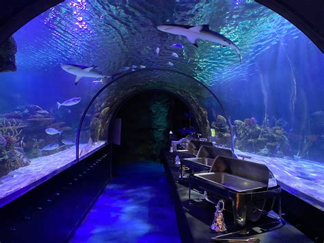 Check Out this Fun Holiday Event At The Shreveport Aquarium | 101.1 KRMD