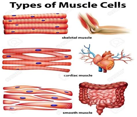 Types Of Muscle Cells