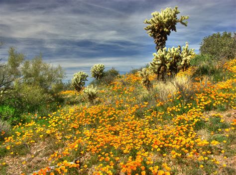 Wallpaper Flowers Arizona Cactus Spring Desert Poppies