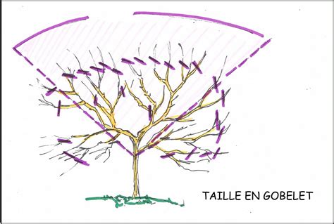 Conseils pour bien connaître les cerisiers et savoir les cultiver, avec les spécialistes des arbres fruitiers meilland richardier. Tailler le cerisier