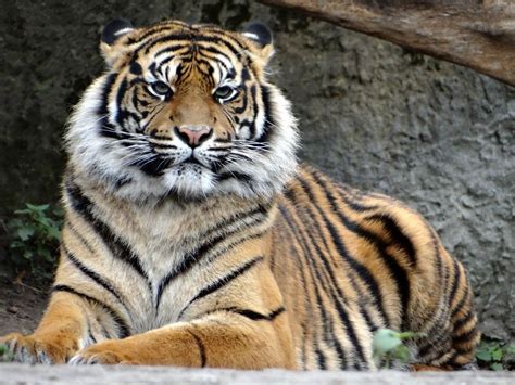 Sumatran Tiger Predator Calm Sit 4k Wallpaper Tigre De Sumatra