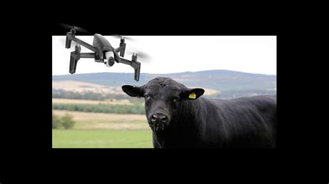 Drone Versus Cow Drone Herding Cows Youtube