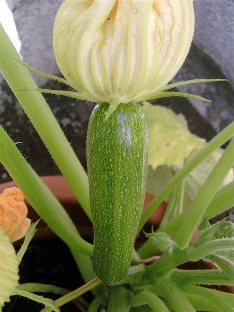 Check spelling or type a new query. Growing Zucchini Outside in Pots | HubPages