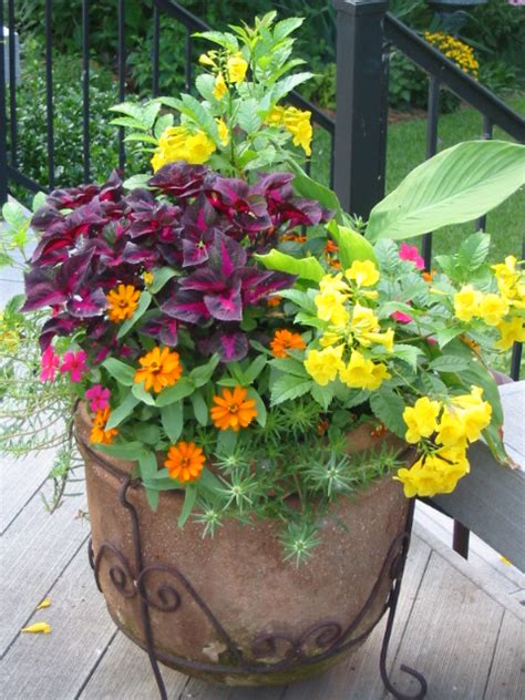 Deep green leaves and rounded form. Signature Gardens: CONTAINERS/ANNUALS - Spring/Summer