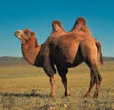 Not very long, an average person can go without water for 3 whole days but his or her condition after those days won't be good. Animals - Eurasian Temperate Deserts