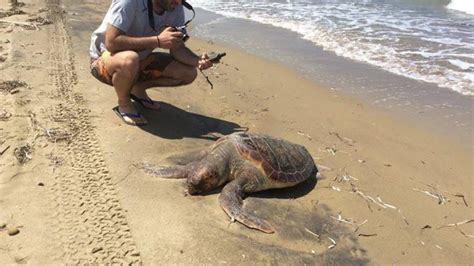 Αχαΐα Εντοπίστηκε ακόμη μια νεκρή χελώνα Καρέτα Καρέτα Zougla