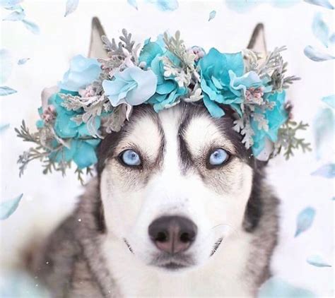 Artist Makes Flower Crowns For Animals And They Look Majestic