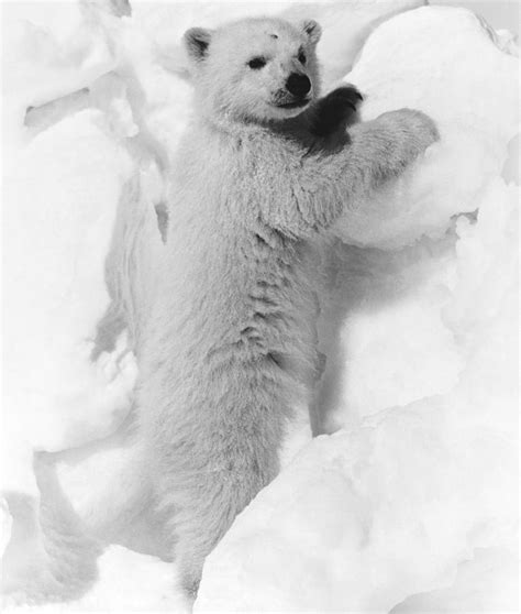 Polar Bear Cub Photograph By Granger Fine Art America
