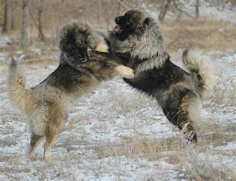 Caucasian Ovtcharka Dog Breed Standards