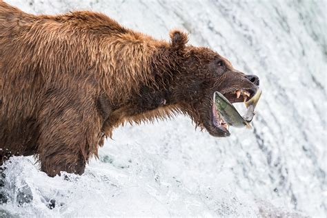Bears At Brooks Falls Naturfotografie Robert Haasmann