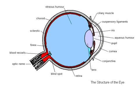 Gcse Biology Structure Of The Eye