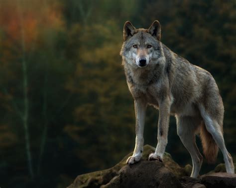 Free Download Gray Wolf Computer Wallpapers Desktop Backgrounds