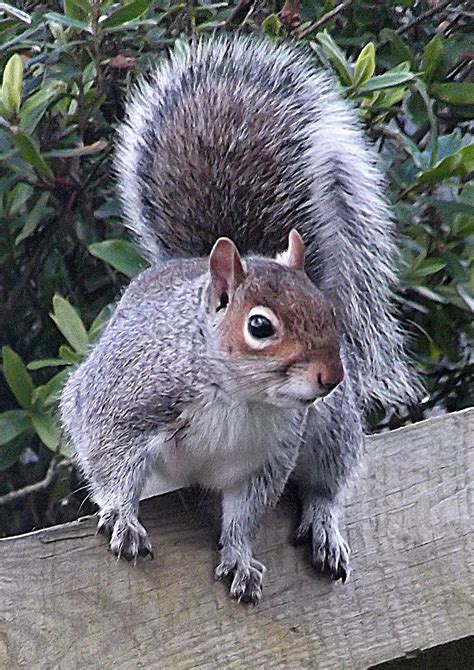 Grey Squirrel Poser Squirrel Animals Beautiful Pet