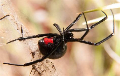 Pest Spotlight Black Widow Spiders In Sacramento