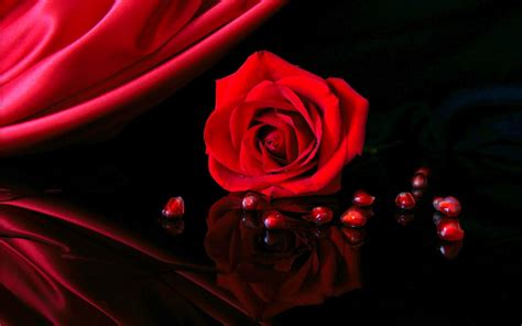 Absolutely free and cool red rose wallpapers hd theme application will delight everyone. red roses, most popular rose, rose wallpapers, beautiful ...