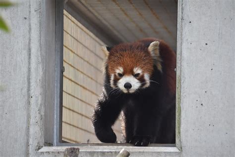 Red Panda At Itozu Zoo Fukuoka Japan Patrickharpercr2 Flickr