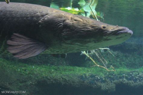Arapaima Arapaima Gigas