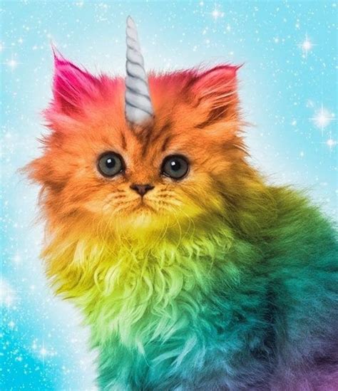 Cute Cats Rainbow Kittens