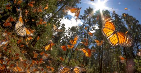 Visita Los Santuarios De Mariposa Monarca En Edomex Top Adventure