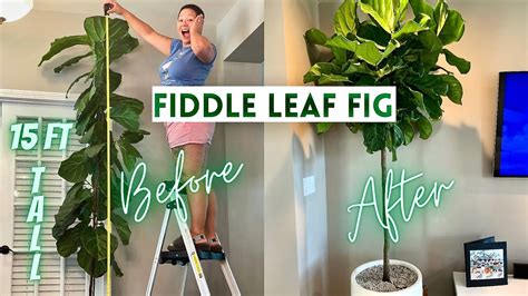 Pruning Fiddle Leaf Fig To Encourage Branching How To Propagate