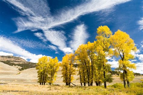 Autumn Cottonwood Trees And Clouds Cindy Goeddel Photography Llc