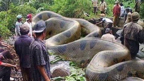 10 Biggest Snakes In The World Youtube