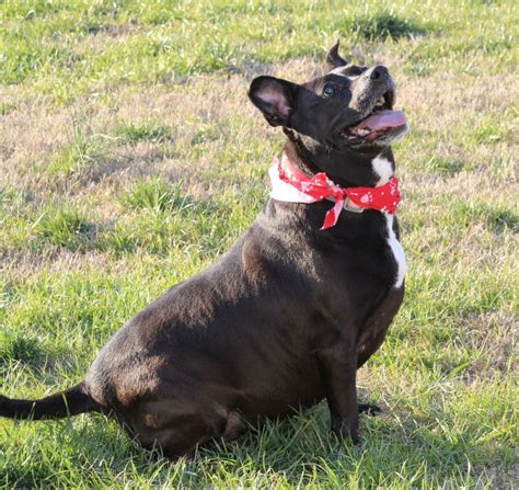 Asheville west koa is located in candler, north carolina and offers great camping sites! Adopt Coco on Petfinder in 2020 | Staffordshire terrier ...