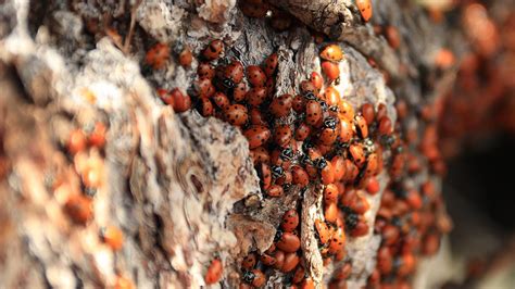 How To Get Rid Of Ladybugs Asian Lady Beetle Infestation