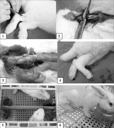 Sensors in the tendon, the golgi tendon organ, are activated upon stretch of the tendon, which requires considerable force. 1. Incision in the right hind leg; 2. Calcaneal tendon ...