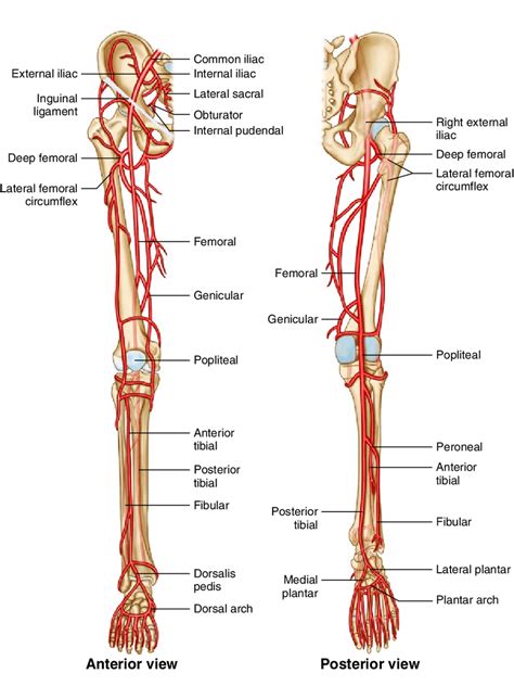 Instant Anatomy Lower Limb Vessels Arteries Posterior Tibial Artery
