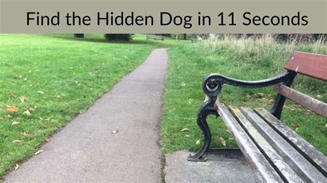 Optical Illusion Can You Find The Hidden Dog In 11 Seconds