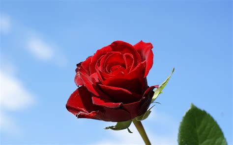 Red Rose In Blue Sky Background Red Roses Blue Sky Background