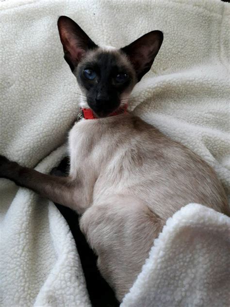 Reluctant Sale Of Female Siamese Cat In Hull East Yorkshire Gumtree