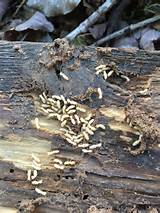Photos of Termite Damage In Georgia