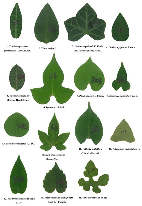 Identify Vines By Their Leaves