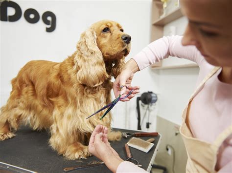Pet groomer in croydon, united kingdom. Learn How To Become A Pet Groomer