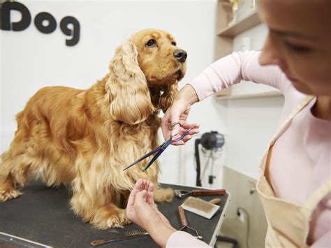 Where do you have child care programs near me? Learn How To Become A Pet Groomer