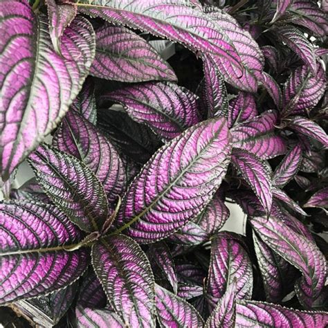 Impossible To Kill Outdoor Plants Youll Want To Have In Your Garde