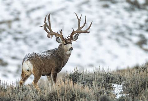 The Biggest Mule Deer Of 2018 The King Company