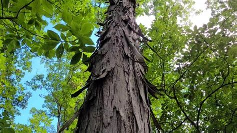 Total Guide To Shagbark Hickory Tree What You Need To Know Growit Buildit