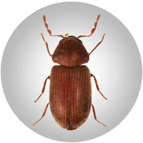 Bei 20° c dauert die entwicklung vom ei bis zum käfer ungefähr ein jahr. Brauner käfer in der wohnung | Brauner käfer? (Ungeziefer ...