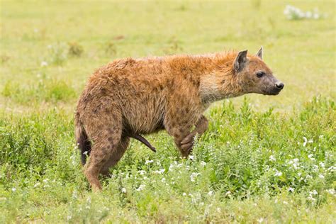Why Do Female Spotted Hyenas Have A Penis Dr Carin Bondar