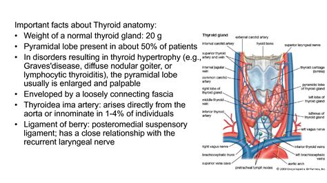 SOLUTION Thyroid Gland And Associated Conditions Ppt Studypool