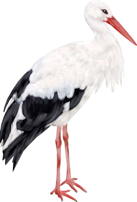 Stork Hd Png Transparent Stork Hdpng Images Pluspng