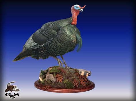 Other Turkey Mount Poses Stehlings Taxidermy