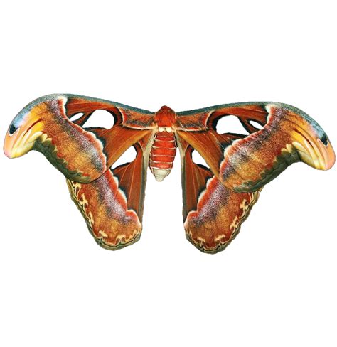 Giant Atlas Moth Eggs Attacus Atlas — Bugs And Butterflies Uk
